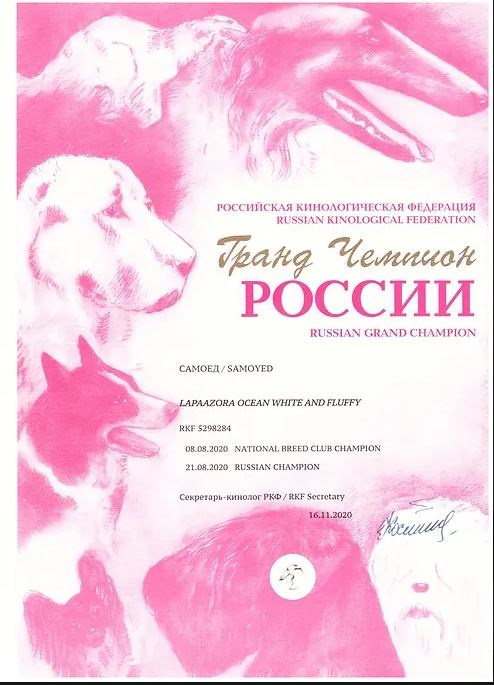 Родители / Щенки. Самоед Новосибирск