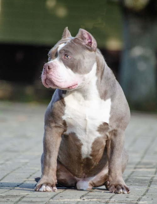 Локомотив - чемпион американский булли