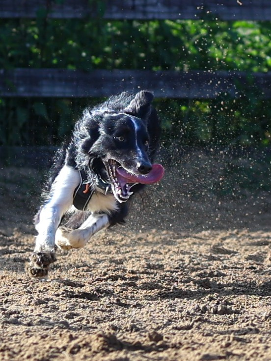 Пастьба. Фотограф-анималист в Москве Кириллова Татьяна