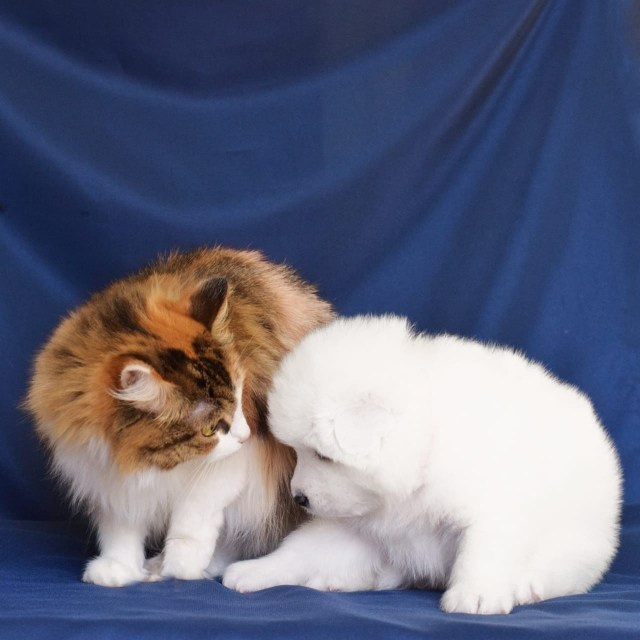 Самоед Новосибирск