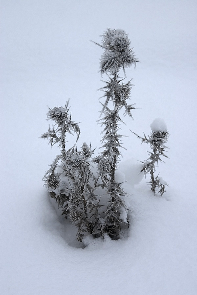 Цветы. Атмосферные пейзажи, лошади, бабочки, Александр Кожухов