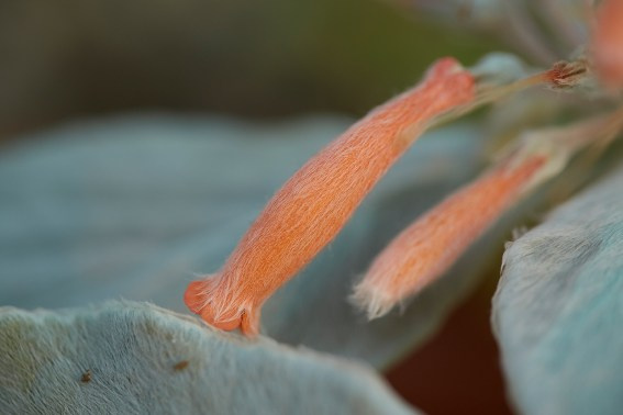 Коллекция «ПРИКОСНОВЕНИЕ». Лена Сми интерьерный и портретный фотограф. Москва и Санкт-Петербург