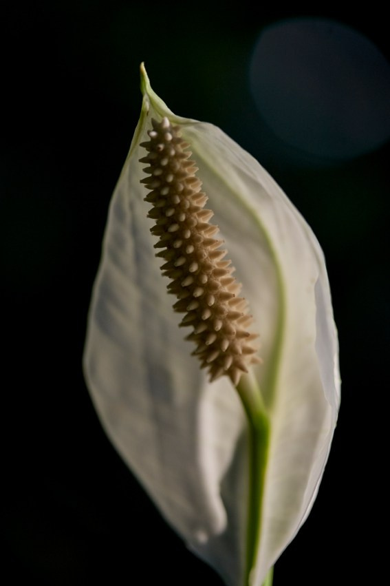 Коллекция «ПРИКОСНОВЕНИЕ». Лена Сми интерьерный и портретный фотограф. Москва и Санкт-Петербург
