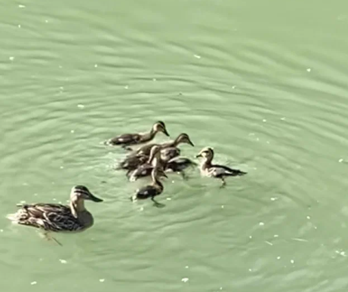 Фото от наших гостей. База отдыха «Дольче Вита»