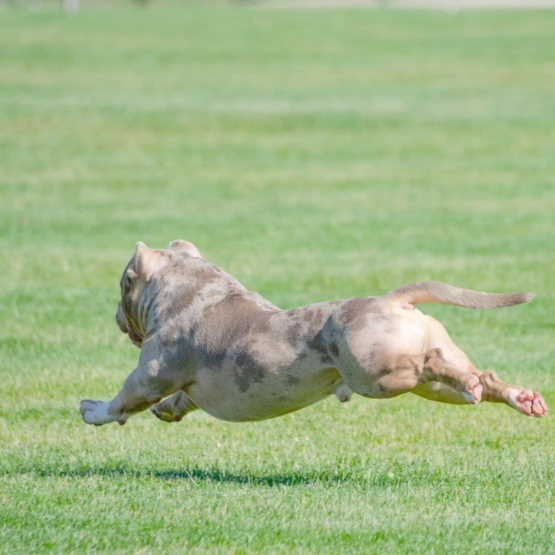 официальный питомник американских булли в абхазии