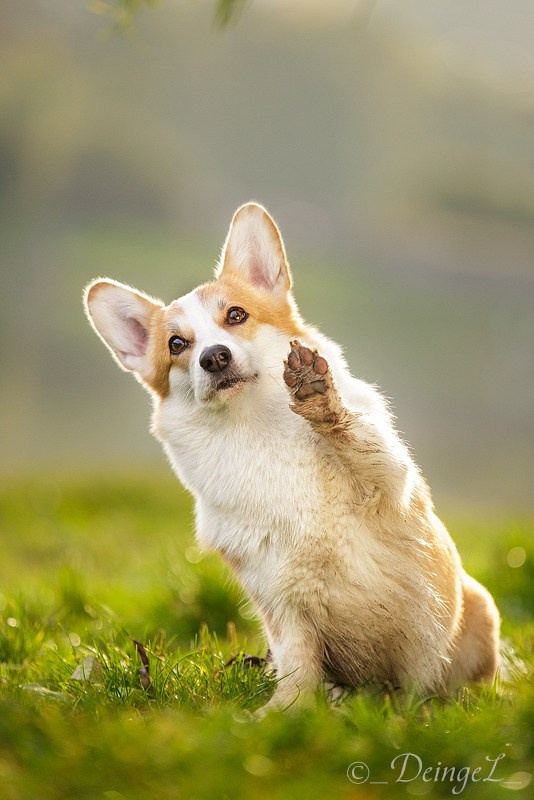 Съёмки собак на природе. Фотограф-анималист Natalia Deingel | Фотосъемка собак в Москве