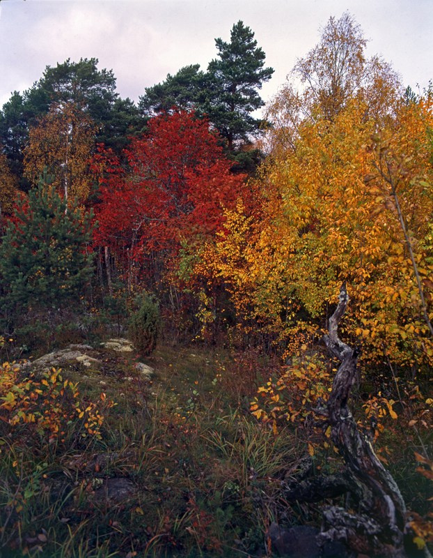 Русский север. ВАДИМ ГИППЕНРЕЙТЕР — ВЕЛИКИЙ ФОТОГРАФ ЗЕМЛИ РУССКОЙ