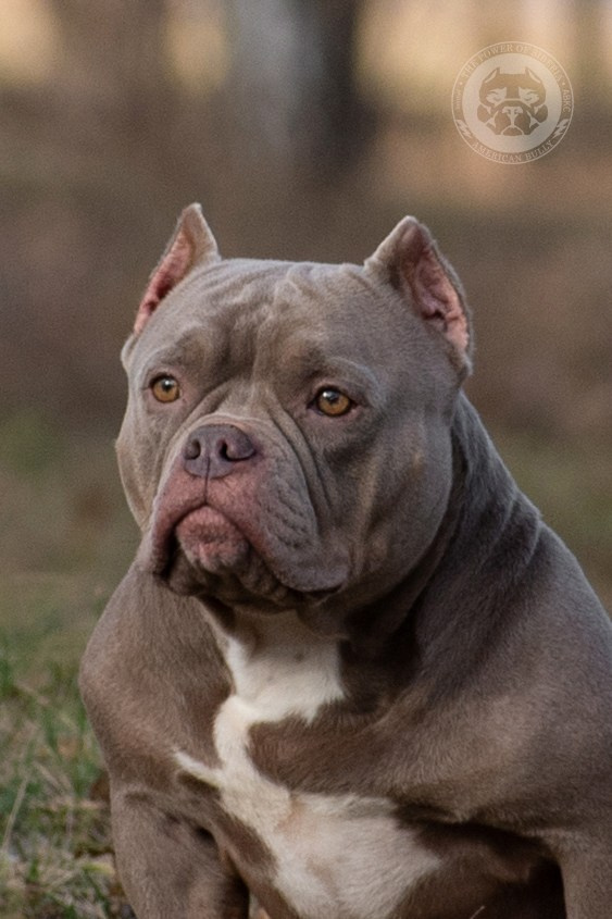 официальный питомник American Bully в Тольятти