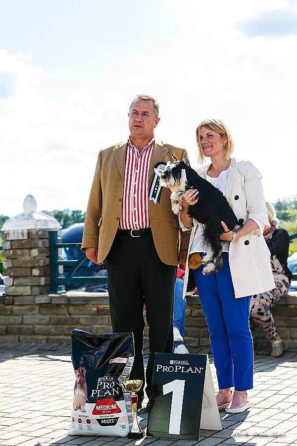 Арчи/Delinso Balance Archibald. Питомник цвергшнауцеров в Беларуси «Делинсо Бэлэнс»