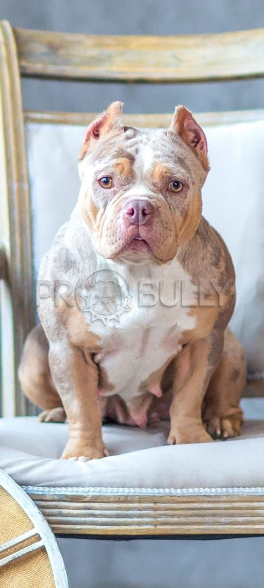 красивая сука американский булли в мраморном окрасе 