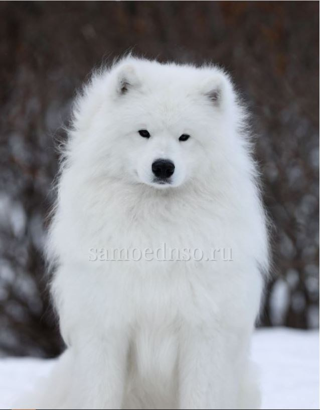 Помет «Р» 04.10.2023 д. р. Самоед Новосибирск