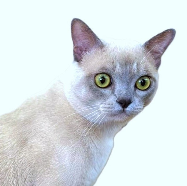 Котёнок американской бурмы. Las Burmas — питомник американской бурмы традиционных линий