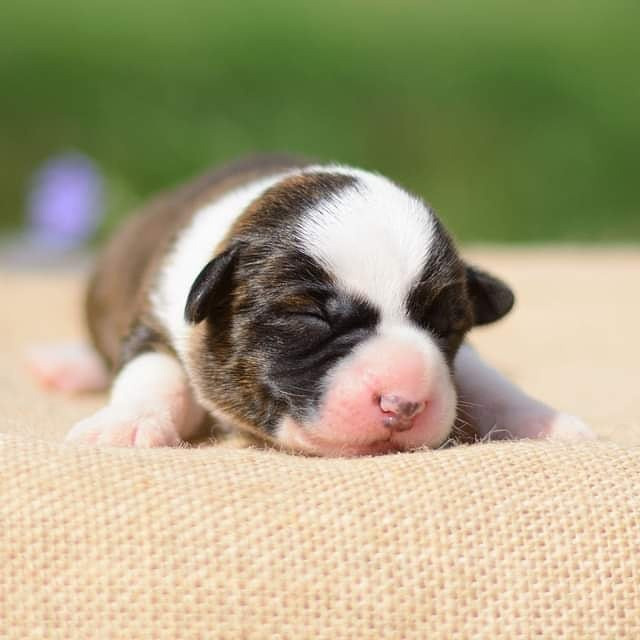 Племенная книга питомника Ice Fantasy. Купить щенка Вельш-корги-кардиган в семейном питомнике — Ice Fantasy