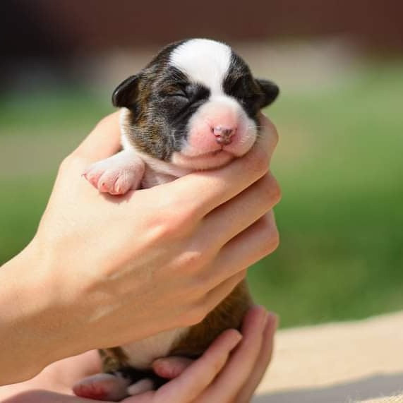 Племенная книга питомника Ice Fantasy. Купить щенка Вельш-корги-кардиган в семейном питомнике — Ice Fantasy