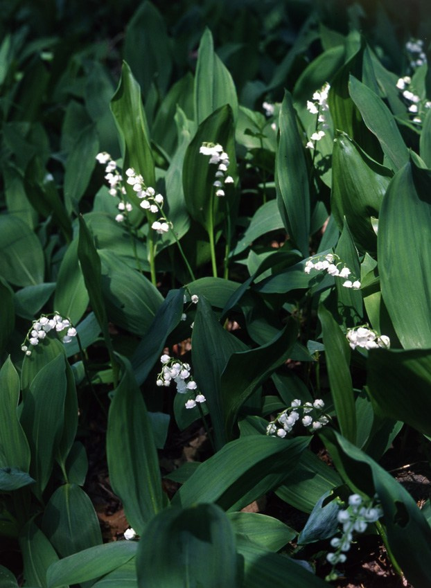 Весна. ВАДИМ ГИППЕНРЕЙТЕР — ВЕЛИКИЙ ФОТОГРАФ ЗЕМЛИ РУССКОЙ
