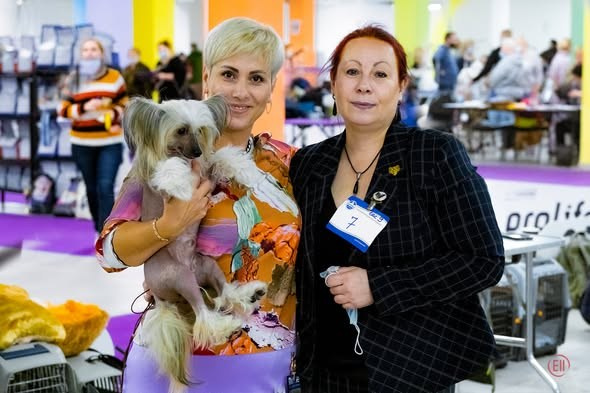 25.10.2020, г.Москва. МКОО Профессионал, Национальная выставка отдельных групп пород, судья Ефимов Вадим Юрьевич, Честер- JCAC, ЛЮ. Честер закрыл титул Юного чемпиона России. С Шамиловой Аллой.