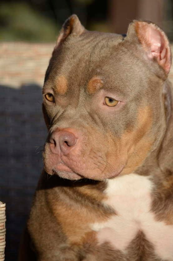 купить щенка булли стандарт в питомнике в Адыгее