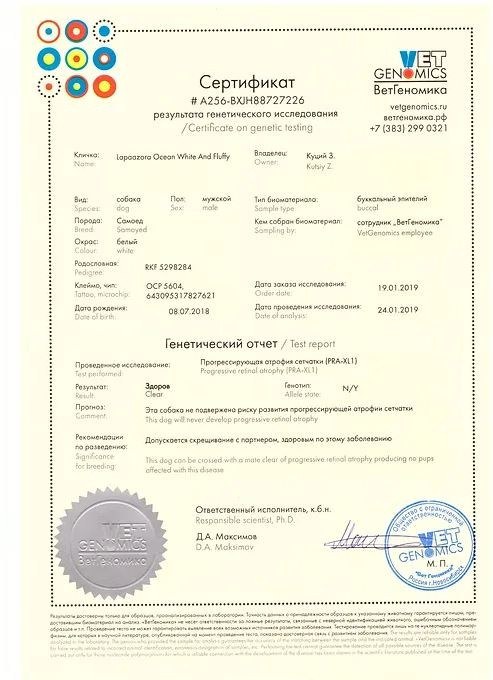 Родители / Щенки. Самоед Новосибирск