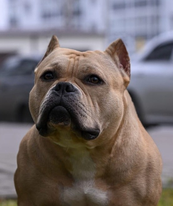 очень выразительный серьезный взгляд у американского булли 