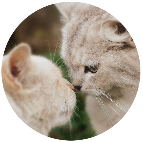 Начало пути