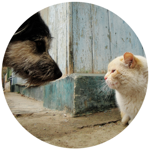 Начало пути