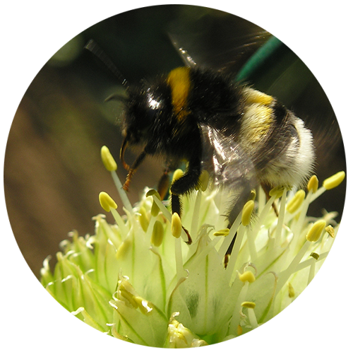 Начало пути