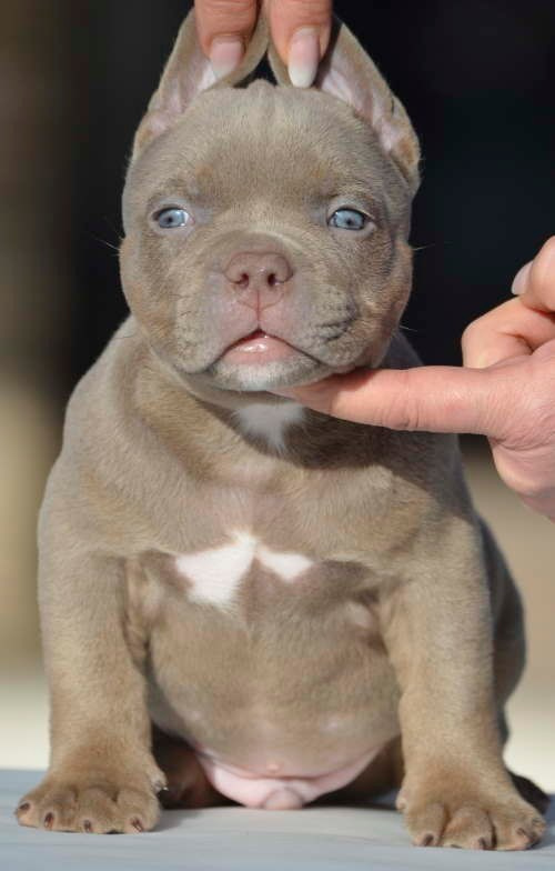 кобель на вязку Американский Булли в Кургане 