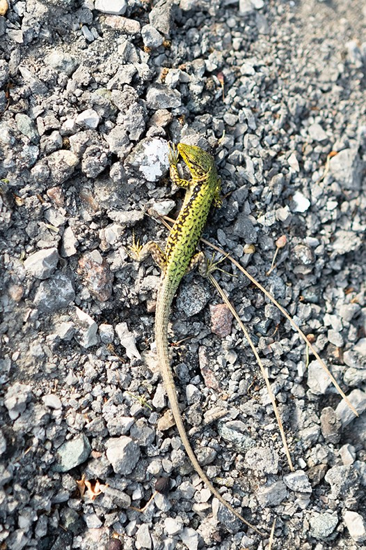 Прогулка на авто по ЮБК. Семен Соколов