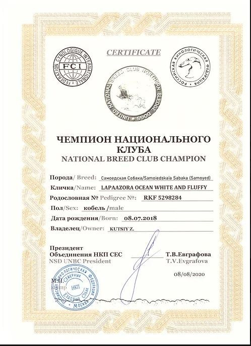 Родители / Щенки. Самоед Новосибирск