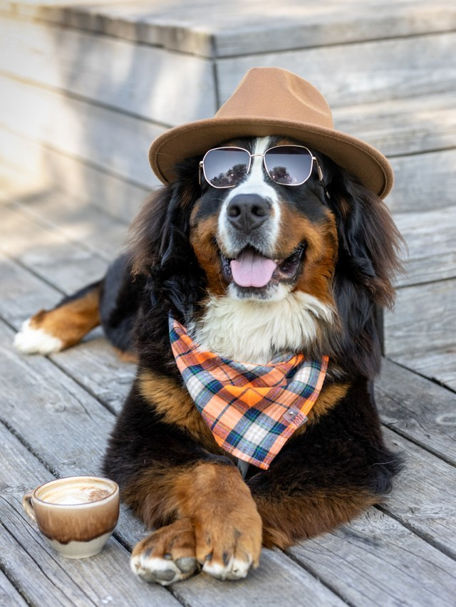Фотограф-анималист в Москве Кириллова Татьяна