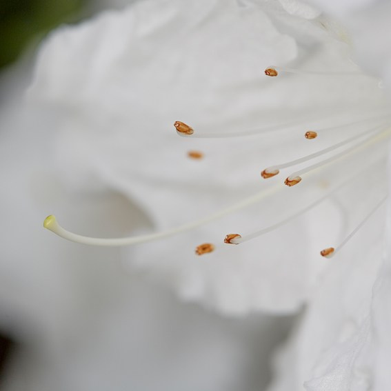 Коллекция «ПРИКОСНОВЕНИЕ». Лена Сми интерьерный и портретный фотограф. Москва и Санкт-Петербург