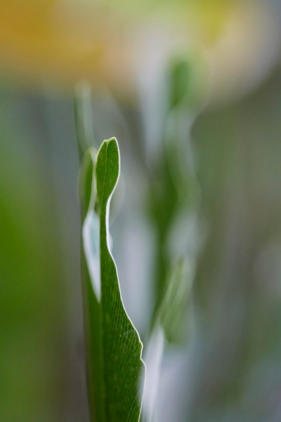 Коллекция «ПРИКОСНОВЕНИЕ». Лена Сми интерьерный и портретный фотограф. Москва и Санкт-Петербург