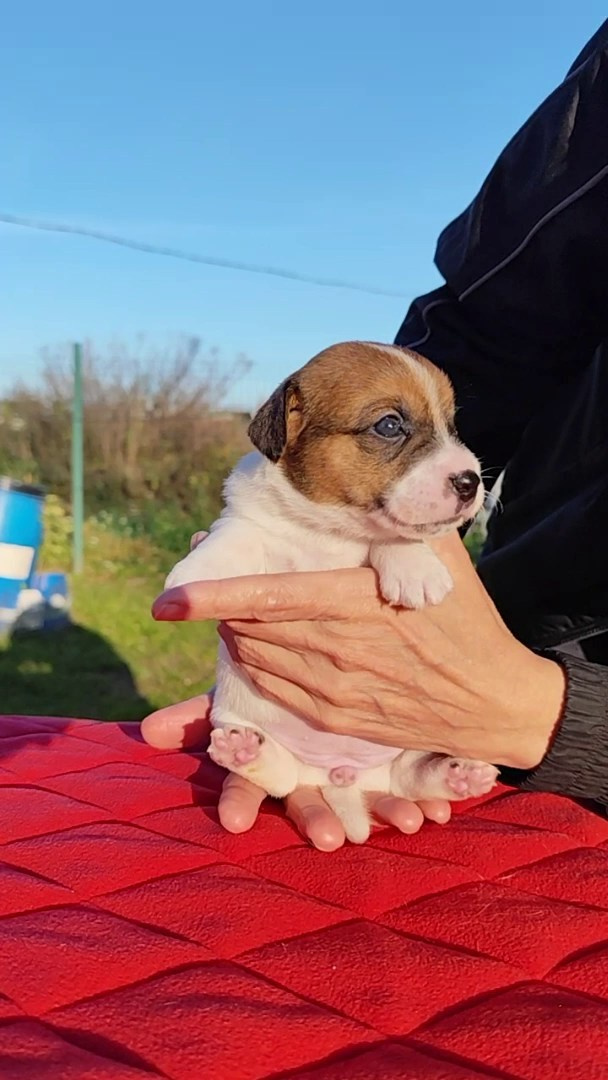Девочка гладкошерстная G _27/09/2026. CANE MAESTRO — kennel Jack Russell Terrier