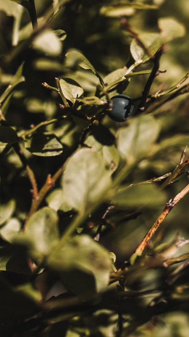 Главный Уральский Хребет