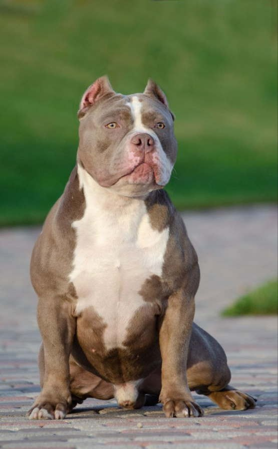 купить щенков стандарт американского булли в питомнике 