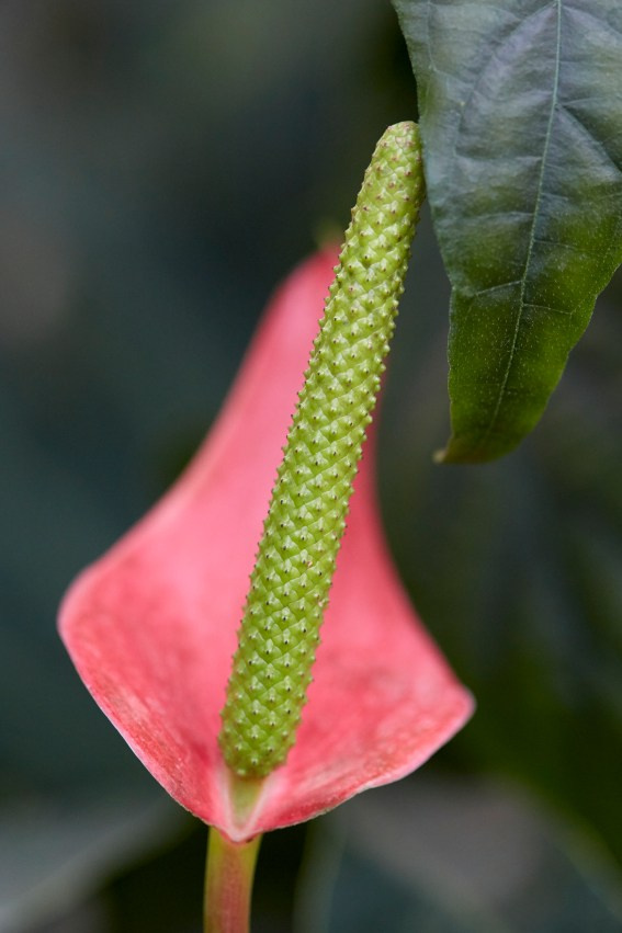 Коллекция «ПРИКОСНОВЕНИЕ». Лена Сми интерьерный и портретный фотограф. Москва и Санкт-Петербург