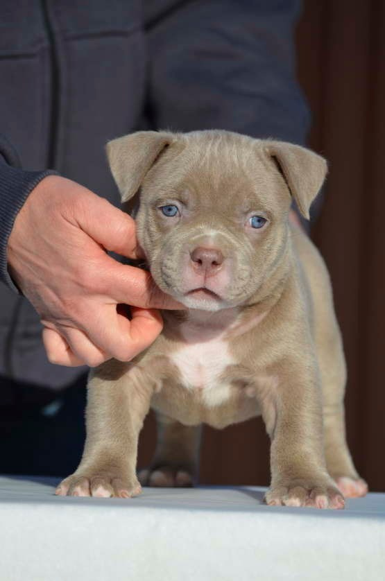 Дети Камелия. ПИТОМНИК СОБАК ПОРОДЫ АМЕРИКАНСКИЙ БУЛЛИ