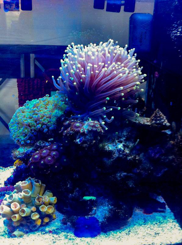 Морские аквариумы. Портфолио Максима Ерёмина. Аквариумист Максим Ерёмин. Aqua Maxim