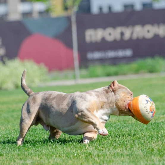 американский булли в Абхазии 