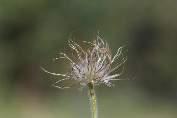 Коллекция «ПРИКОСНОВЕНИЕ». Лена Сми интерьерный и портретный фотограф. Москва и Санкт-Петербург