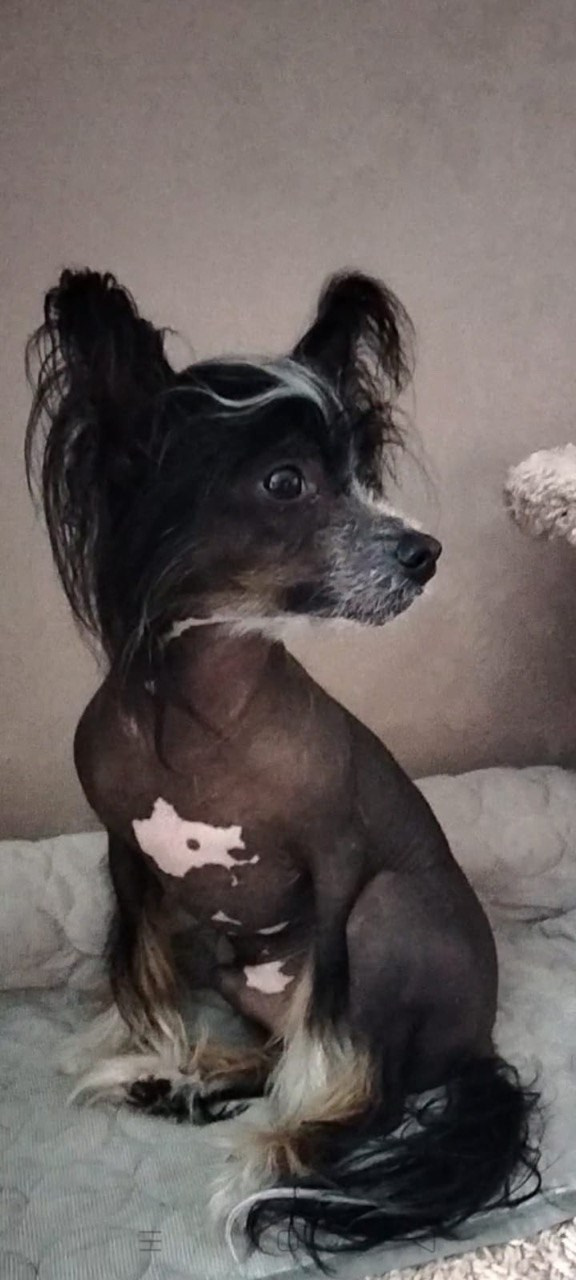 Poale Ell Vinsent. Chinese Crested Dog Kennel Poale Ell