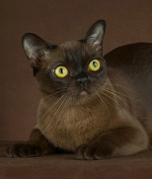 Котёнок американской бурмы. Las Burmas — питомник американской бурмы традиционных линий