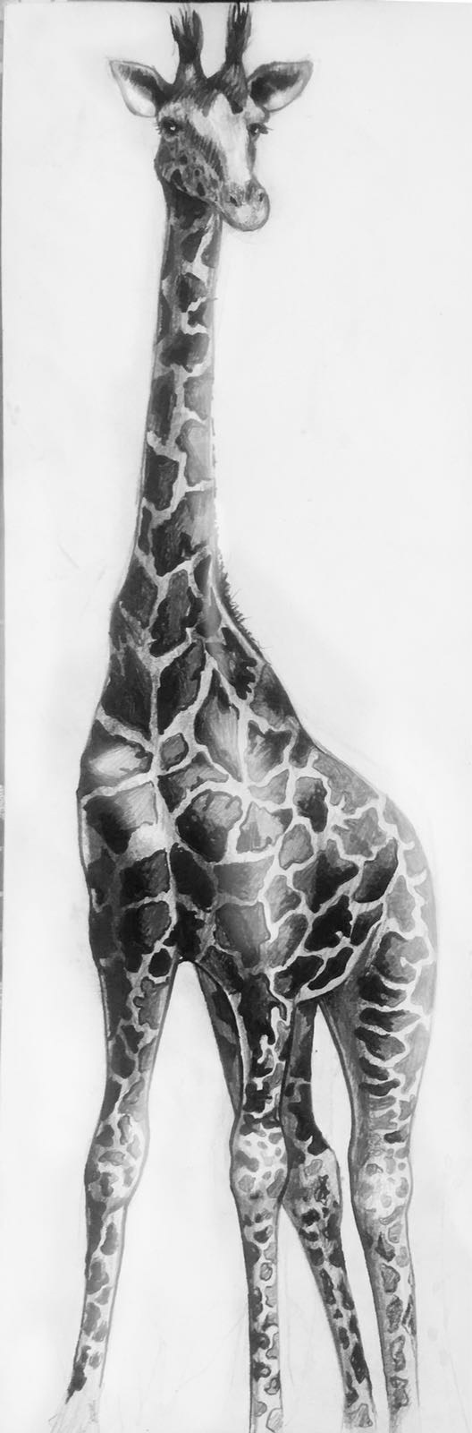 Жираф, эскиз к фреске бумага, карандаш, 90×30 см
