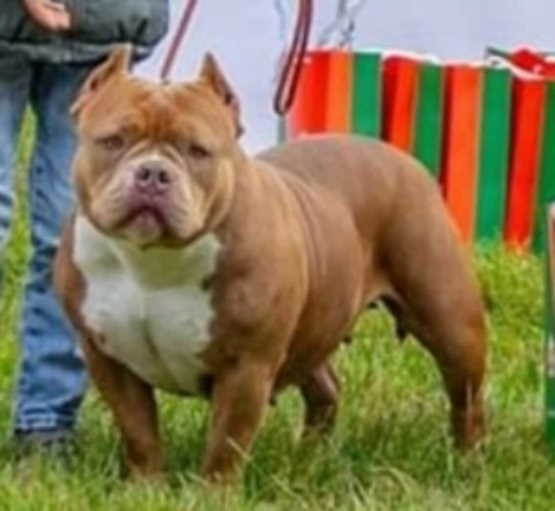 Севастополь купить американского булли 