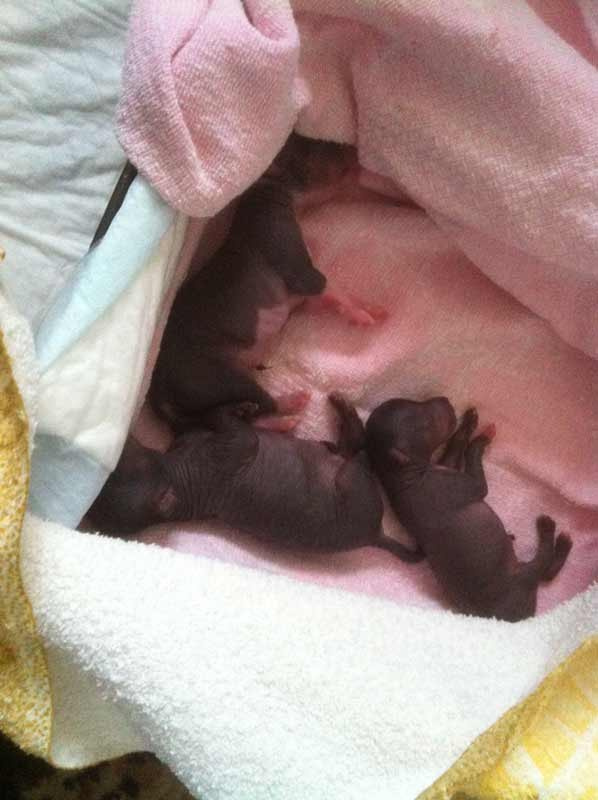 Litter А | 04/10/2016. Chinese Crested Dog Kennel Poale Ell