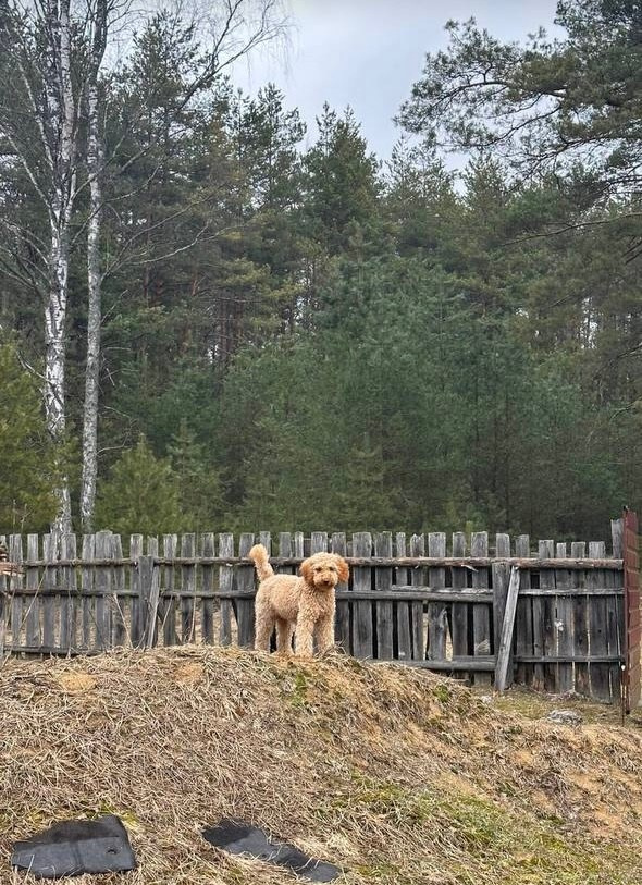 Выпускники. Заводчик Labradoodle в Санкт-Петербурге — Костылева Ульяна