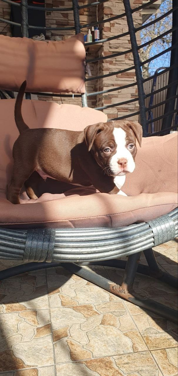 Дети Jo Jo. ПИТОМНИК СОБАК ПОРОДЫ АМЕРИКАНСКИЙ БУЛЛИ