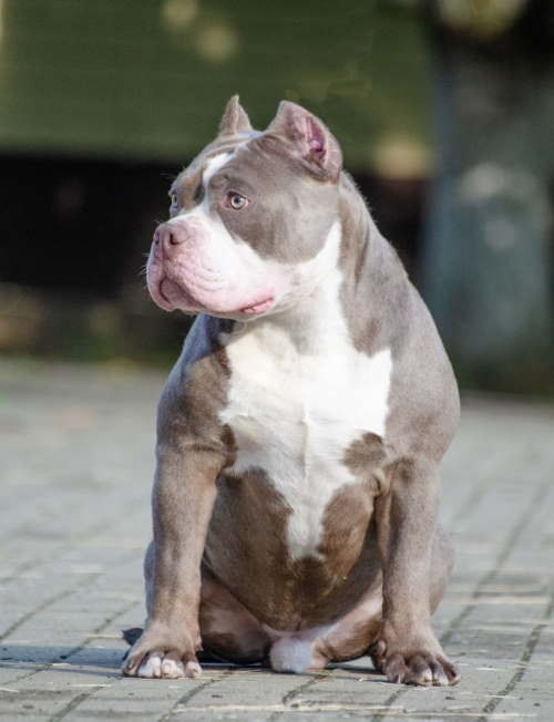 Локомотив. Американский Булли в г. Ростов-на-Дону. Питомник THE POWER OF SIBERIA