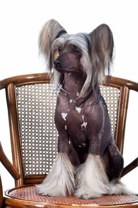 Нерону (Zlato Dinastii Neron) — 14 лет. Поздравляем тебя, наш знаменитый папа!. Питомник китайских хохлатых собак Poale Ell: купить щенка