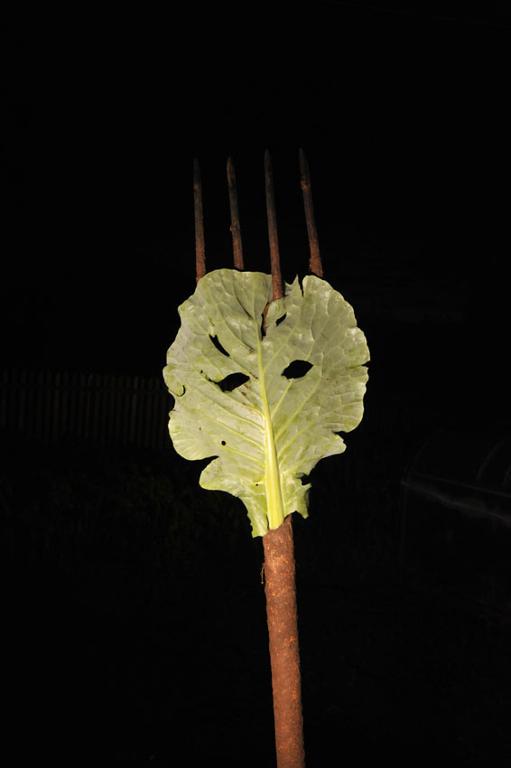 Урок «Гербарий» Пакет